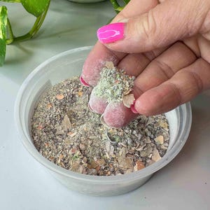 May include: A close-up of a white plastic bowl filled with a mixture of brown, white, and green ingredients. A hand is holding a small amount of the mixture, showing its texture.