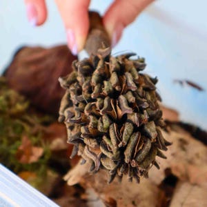 Magnolia Seed Pods | Natural Bioactive Decor, Springtails and Isopods