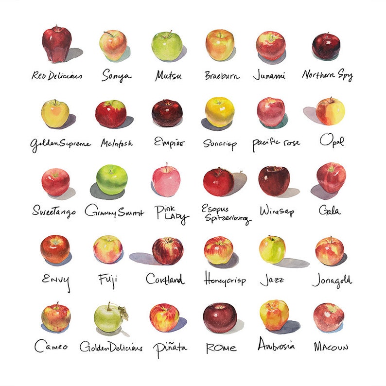 20x20 Apple-a-Day Compilation Watercolor Print Unframed image 2