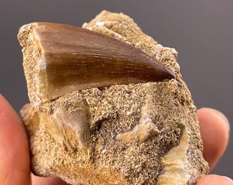 本物のメガロサウルス恐竜の歯の化石 - メガロサウルス科 | エルラズ層