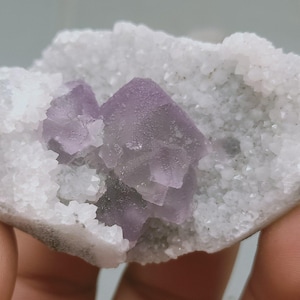 May include: A raw mineral specimen featuring a cluster of translucent purple cubic crystals nestled within a hollow cavity lined with small, sparkling white quartz-like crystals, creating a natural geode-like formation.