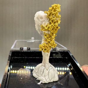 May include: A unique mineral specimen featuring a combination of white quartz and vibrant gold. The gold forms a textured, branching structure on one side of the quartz. The base of the specimen is a bulbous, textured formation. The mineral is displayed in a black tray.