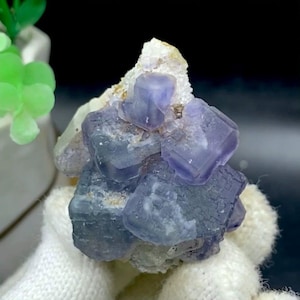 May include: A cluster of translucent, cubic purple fluorite crystals with visible geometric zoning and internal fractures, attached to a rough, off-white mineral matrix. The mineral specimen displays deep violet hues and sharp edges.