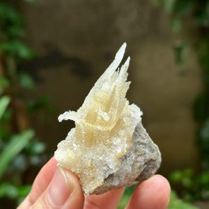 Peut inclure: Un spécimen minéral brut composé d'un amas de cristaux translucides jaune pâle en forme d'aiguilles, s'élevant d'une base rocheuse grise et rugueuse. La structure cristalline présente une texture fibreuse et striée aux bords dentelés.