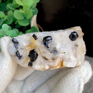 Op de afbeelding: Een ruw mineraal exemplaar met verschillende kleine, glanzende, gitzwarte kristallen ingebed in een cluster van doorschijnend, melkachtig wit kwarts. De kristalstructuur vertoont scherpe, hoekige facetten en natuurlijke variaties in kleur en textuur.