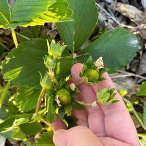 Organic premium Strawberry leaves | Pet food | herbal tea | looseleaf | loose leaf | dried herbs| wild crafted | caffeine free | organically