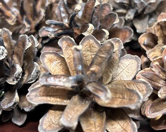 May include: A close-up of a group of brown pine cones. The cones are arranged in a cluster, with the tips of the scales pointing outwards. The cones are dry and have a rough texture.