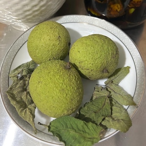 ORGANIC raw black walnuts in hull for making tincture | green walnut hulls |