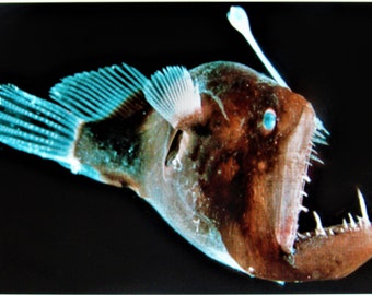 Deep Water Angler fish