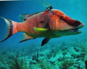 Florida Hogfish