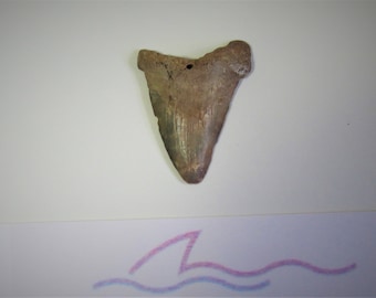 2  1/4"   -  C. Megalodon Shark Tooth  #043