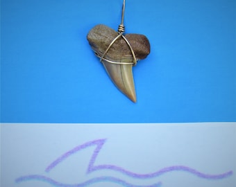 California  MAKO shark tooth. B6