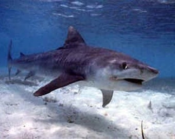 Tiger Shark - # 2 on the Most Dangerous Shark list