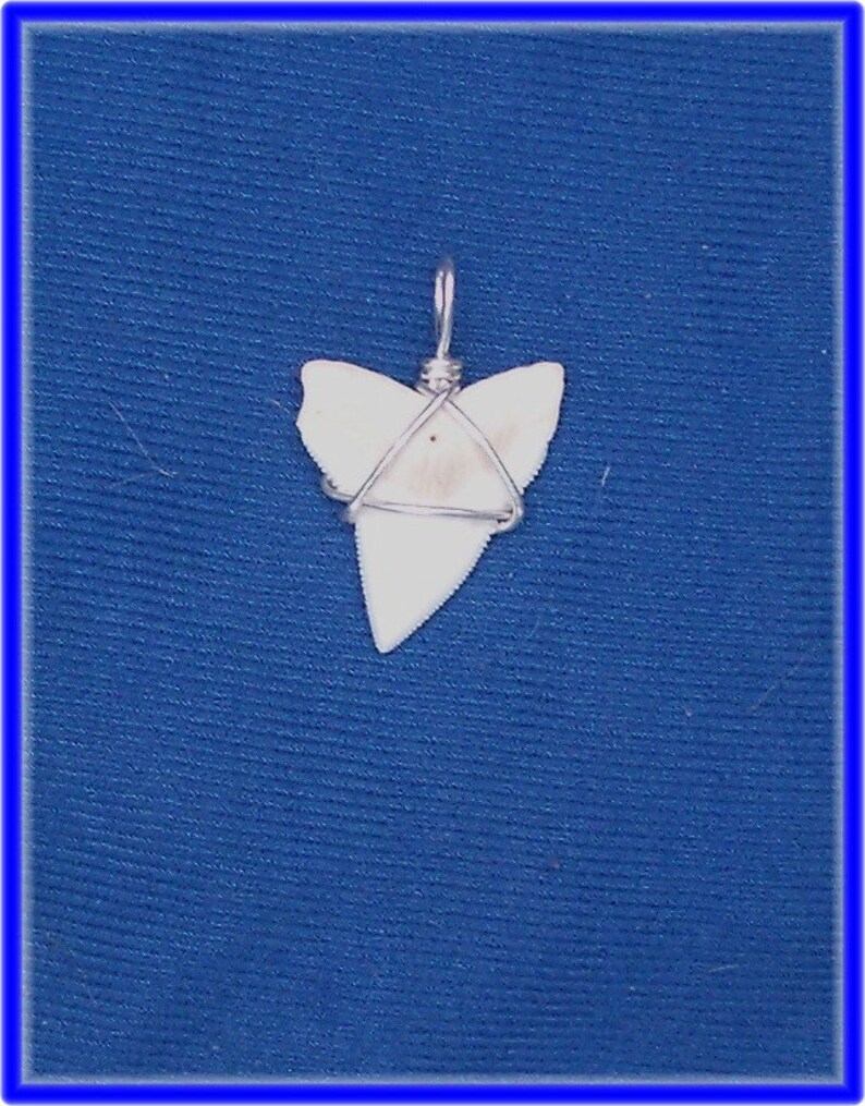 Buy 1 Get 1 Huge Bull Shark tooth pendant. B17 image 2