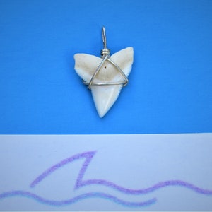 Buy 1 Get 1 Huge Bull Shark tooth pendant. B17 image 1