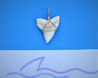 Buy 1 Get 1 - Huge Bull Shark tooth pendant. B17
