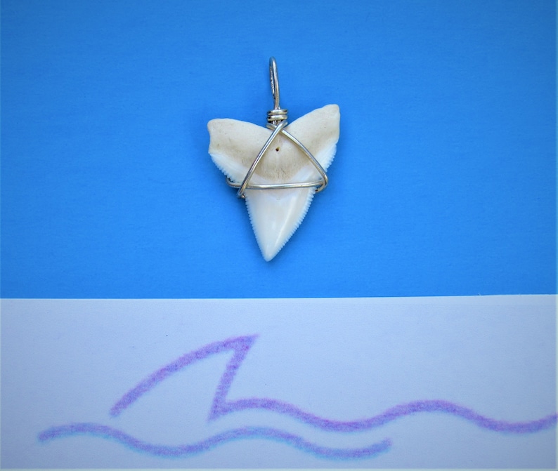 Buy 1 Get 1 Huge Bull Shark tooth pendant. B17 image 1