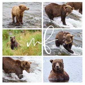 May include: A collage of six images featuring brown bears in their natural habitat. The bears are shown in various poses, including standing in water, walking, and sitting in tall grass. The images are of different sizes and orientations.