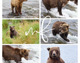 May include: A collage of six images featuring brown bears in their natural habitat. The bears are shown in various poses, including standing in water, walking, and sitting in tall grass. The images are of different sizes and orientations.