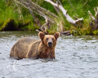 May include: A brown bear with thick, wet fur stands in a flowing river. The bear is facing forward with its ears alert and its dark nose visible above the water. Water droplets are visible dripping from its chest into the river current.