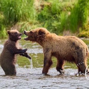 May include: A brown bear cub stands on its hind legs in shallow water, facing a larger adult brown bear. Both bears have their mouths open, and the cub has one paw raised in the water, creating a splash. The scene is set in a river.