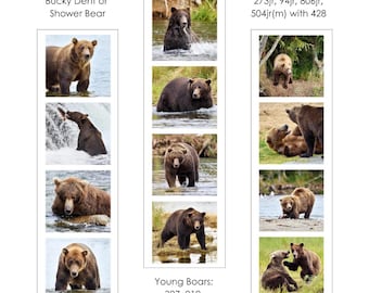 May include: A collection of photographs featuring brown bears in various poses. The images include bears in water, standing, and interacting with each other. Text at the top reads "164 a.k.a. Bucky Dent or Shower Bear" and "Subadults: 273jr, 94jr, 806jr, 504jr(m) with 428".