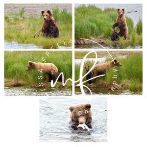 May include: A collage of photographs featuring brown bears in their natural habitat. One image shows a bear with a cub, another shows a bear standing, and a third shows a bear in the water with a fish. The images are set against a backdrop of water and green vegetation.