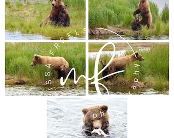 May include: A collage of photographs featuring brown bears in their natural habitat. One image shows a bear with a cub, another shows a bear standing, and a third shows a bear in the water with a fish. The images are set against a backdrop of water and green vegetation.