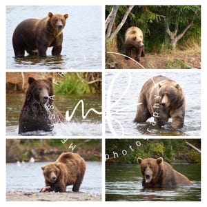 May include: A collage of six photographs featuring brown bears in their natural habitat. The bears are shown in various poses, including standing in water, walking, and foraging. The images capture the bears' size and fur.