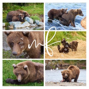 May include: A collage of six images featuring brown bears in various poses. One image shows a bear with two cubs near rocks and water. Other images show bears in water, on grass, and close-ups of their faces.