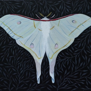 Polilla Lunar 2023
