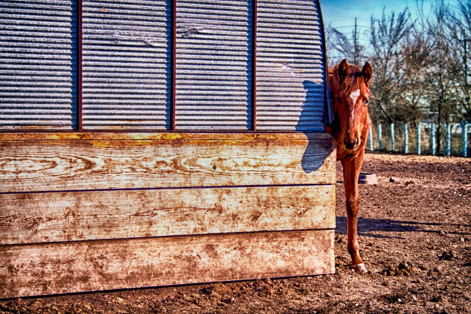 Hidden Horse Nature Photography Horse Iowa Rural Home | Etsy