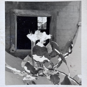 vintage B&W photo &gt;datura and unchanging window&lt;