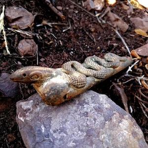 Andes ceremonieel instrument - slang