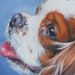 see more listings in the Dog Breeds C D E section