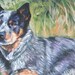 see more listings in the Dog Breeds A B section