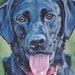 see more listings in the Dog Breeds K L M section