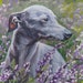 see more listings in the Dog Breeds H I J section