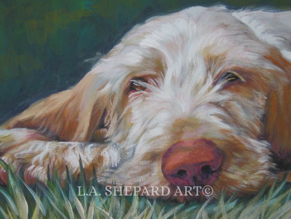 Spinone Italiano Umbrella Spinone Italiano Umbrella
