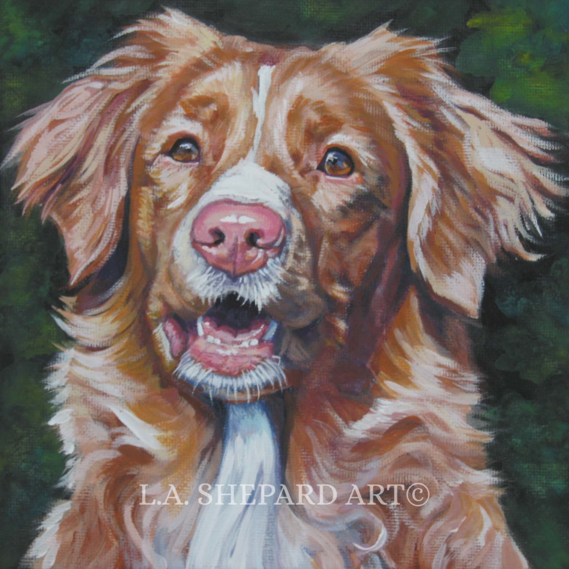 Nova Scotia Duck Tolling Retriever TOLLER Dog ART PRINT of - Etsy Canada