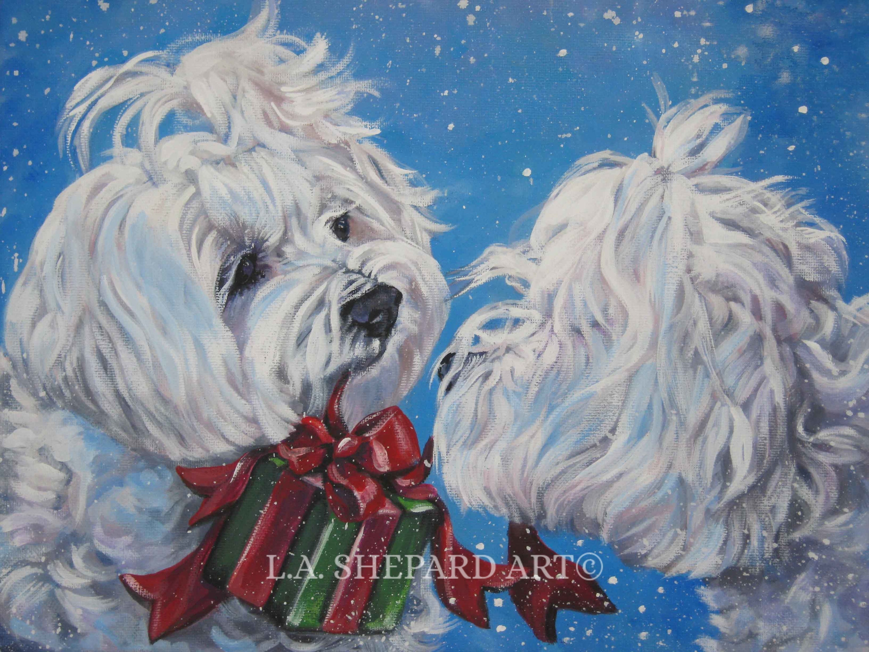 Maltese shepard sale