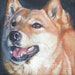 see more listings in the Dog breeds Q R S section