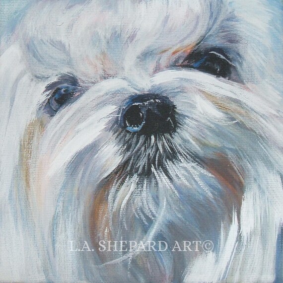 Maltese shepard hot sale