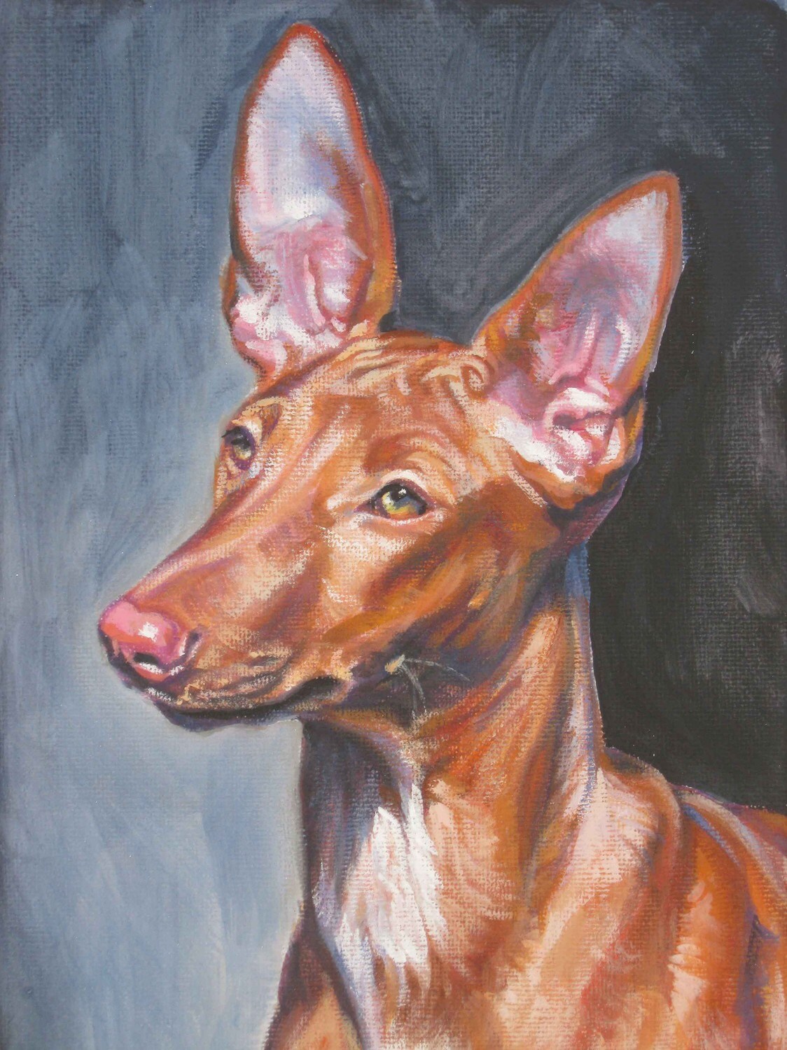 PHARAOH HOUND dog portrait art canvas PRINT of LAShepard ...