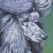 see more listings in the Dog Breeds N O P section
