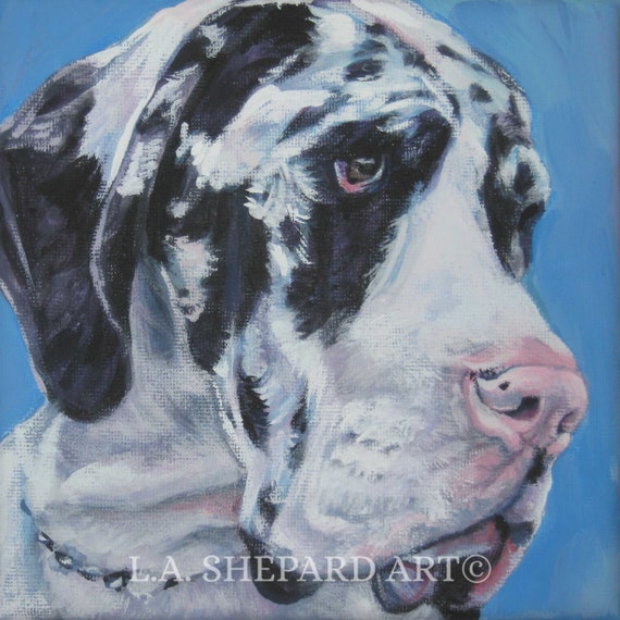 silver harlequin great dane