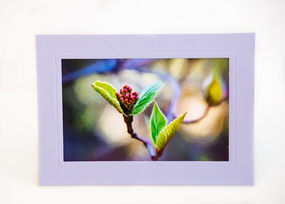 Fine Art Folded Note Card, 5x7 Matted Greeting Card With 4X6 Photo Print,  Blank Inside, With Envelope and Plastic Sleeve, Lilac Card Color - Etsy