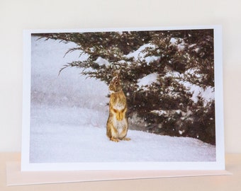 Cottontail Rabbit In The Snow, Fine Art Note Card, 4.5X6.25 Greeting Card Blank Inside, Envelope and Protective Sleeve Included,