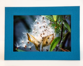 Fine Art Folded Note Card, 5x7 Matted Greeting Card With 4X6 Print, Blank Inside, With Envelope and Sleeve, Teal Card Color, Milkweed Seeds