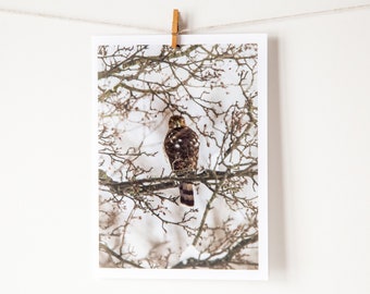 Fine Art Note Card, 4.5X6.25 Greeting Card Blank Inside, Envelope and Protective Sleeve Included, Cooper's Hawk, Raptor, Birds of Prey